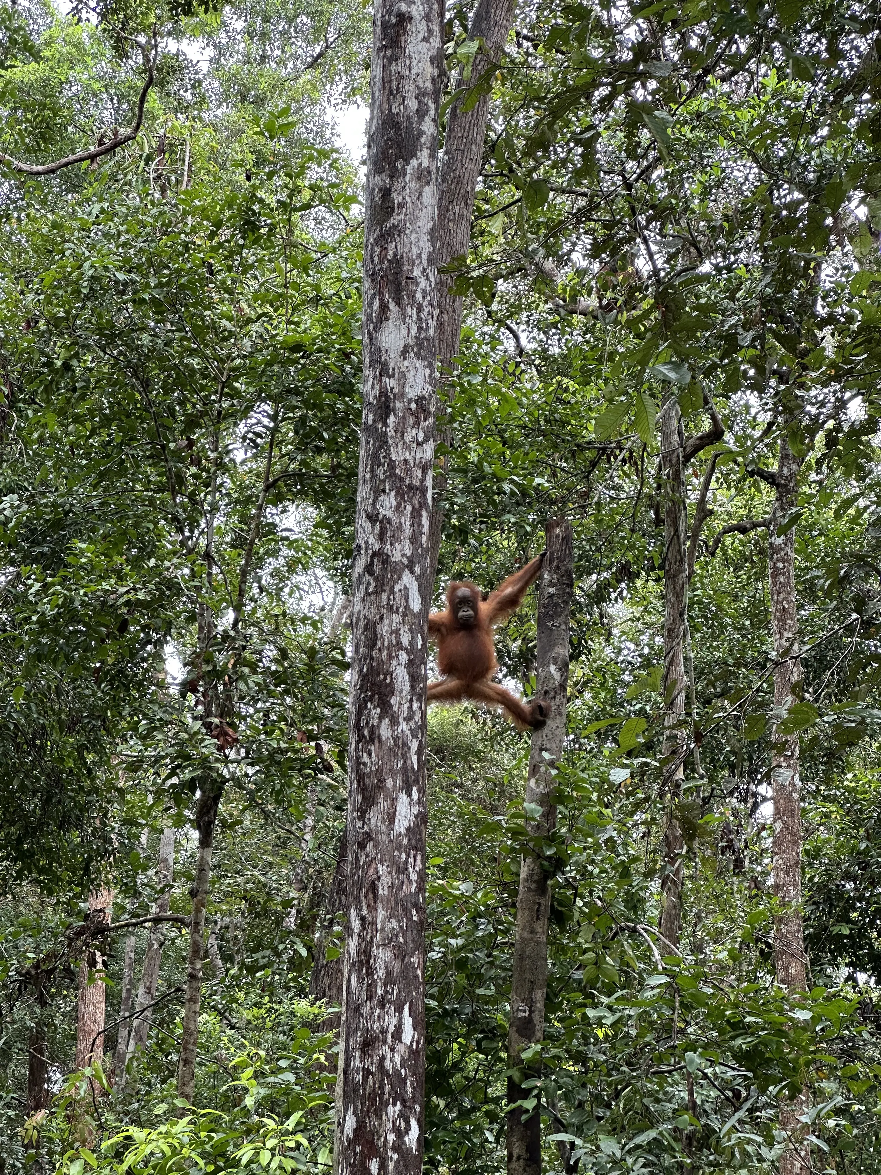 Trip to Tanjung Puting National Park - Page 1 - by Dwan