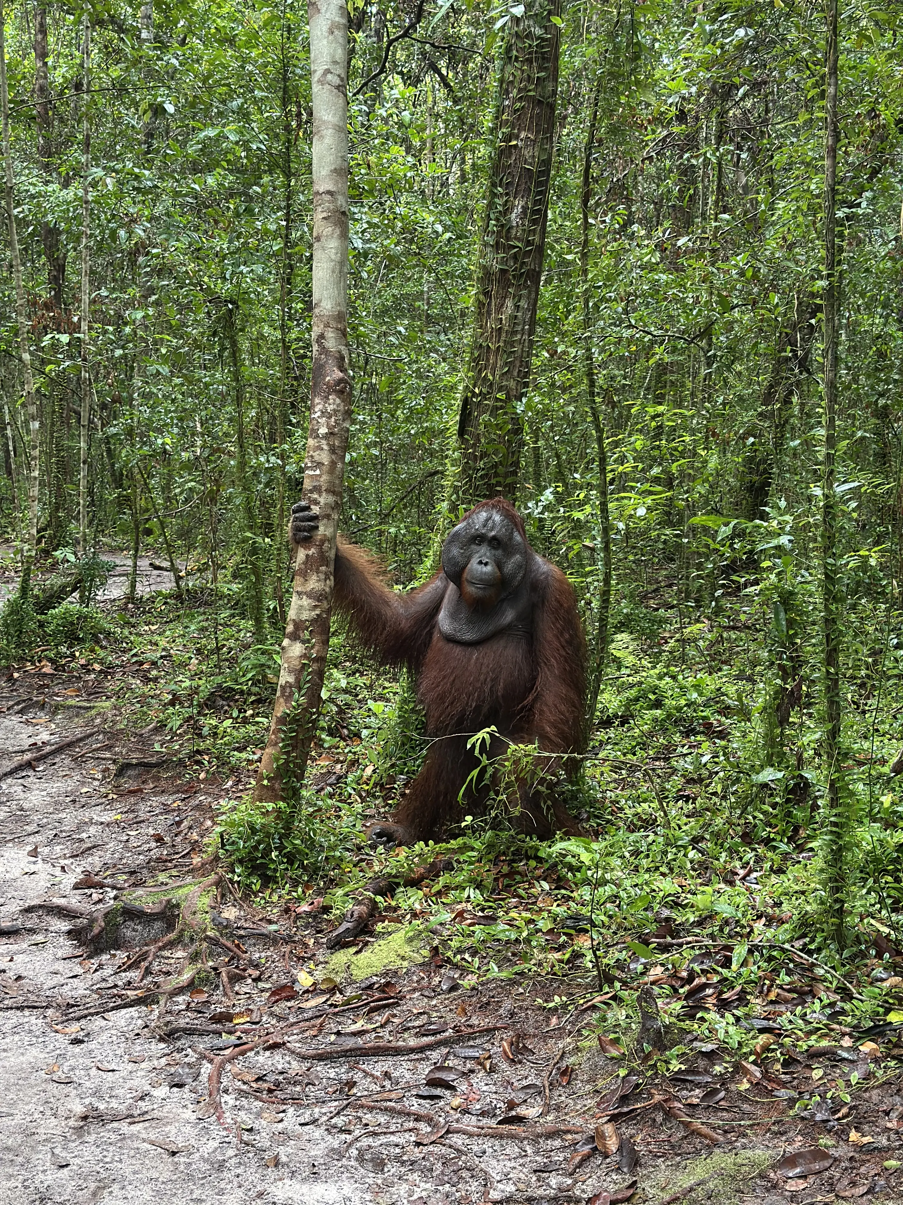 Trip to Tanjung Puting National Park - Page 2 - by Dwan