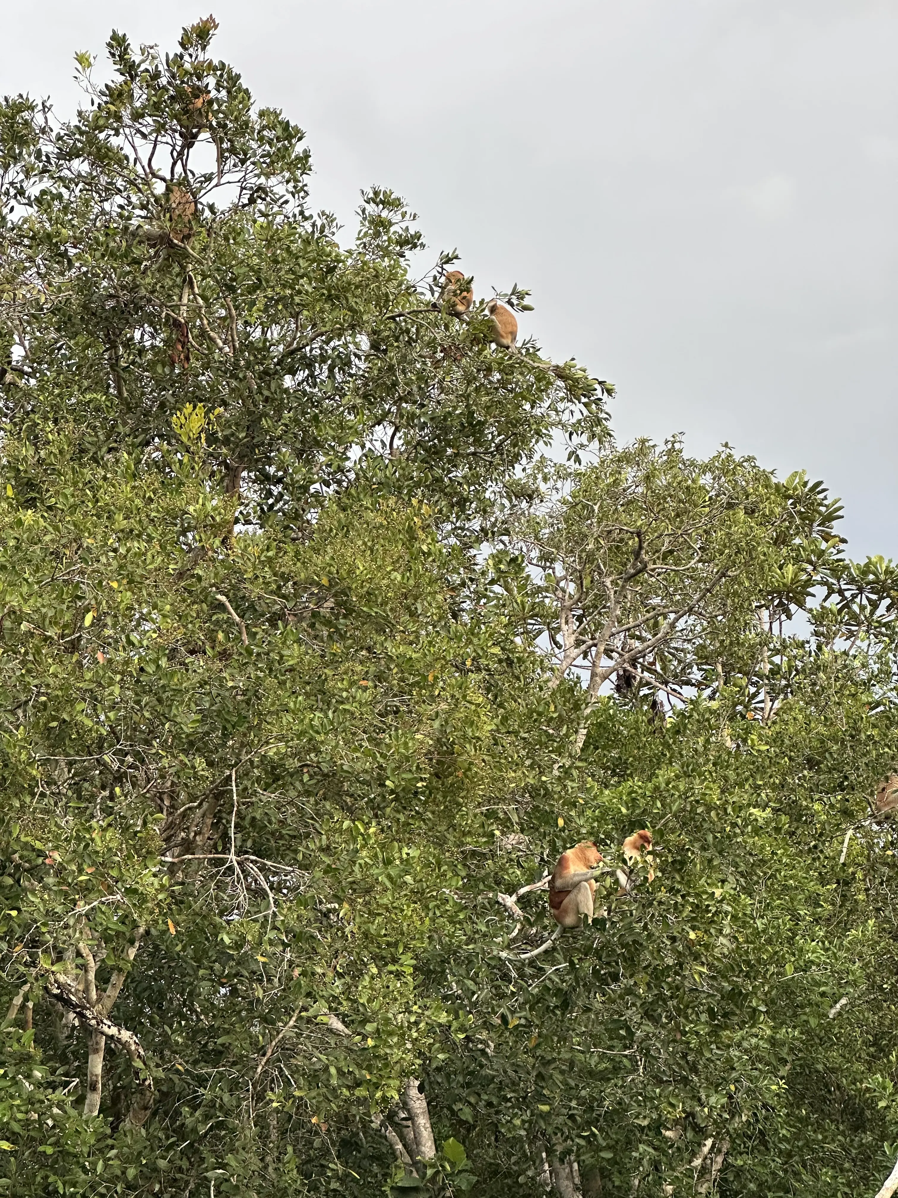 Trip to Tanjung Puting National Park - Page 4 - by Dwan