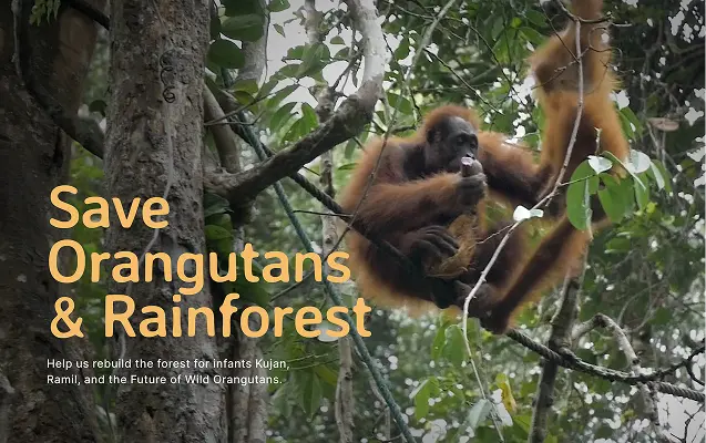 Orangutan Foundation International Website - Block 4