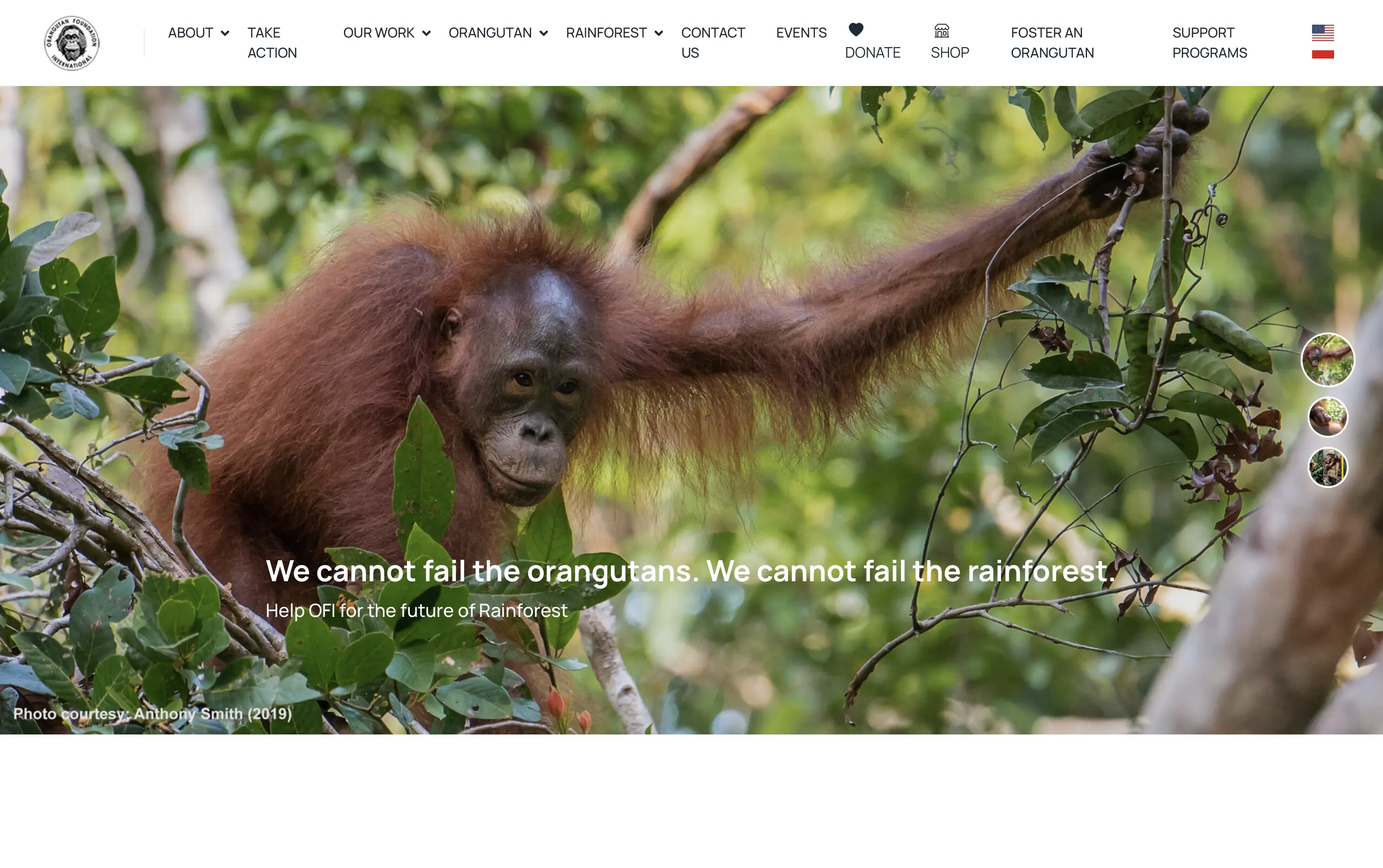 Orangutan Foundation International Website - Page 1