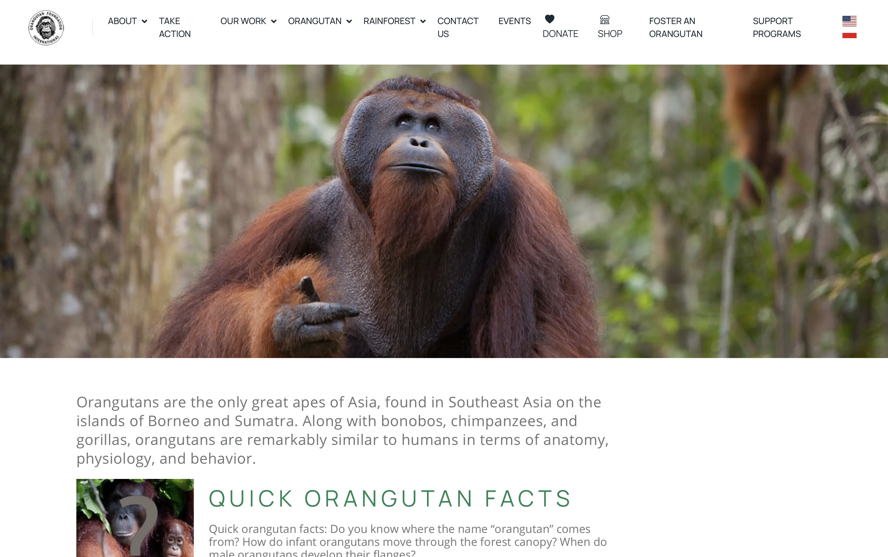 Orangutan Foundation International Website - Page 2